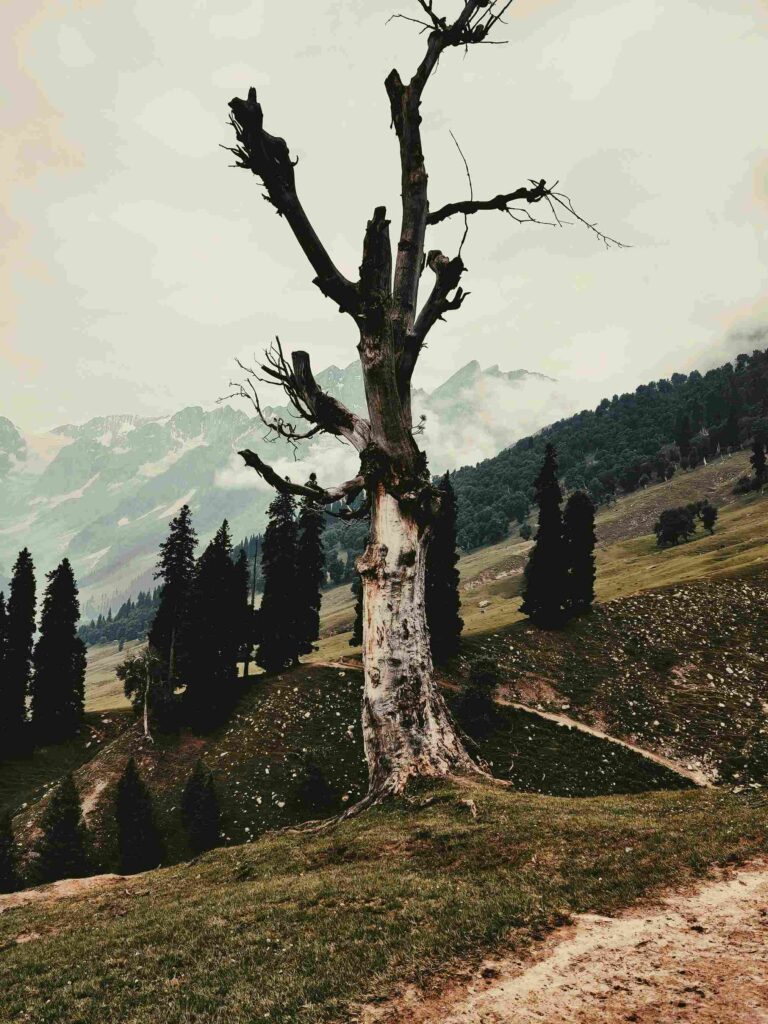 Dalhousie & Khajjiar Leisure Tour – 4 Nights / 5 Days